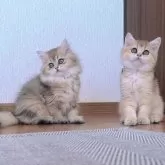 ブリティッシュショートヘア【香川県・女の子・2025年9月14日・ブラックゴールデン】の写真8