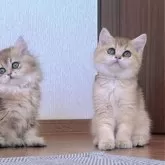 ブリティッシュショートヘア【香川県・女の子・2025年9月14日・ゴールデン】の写真11