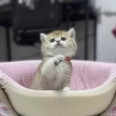 ブリティッシュショートヘア【香川県・女の子・2025年9月14日・ゴールデン】の写真6