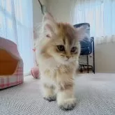 ブリティッシュショートヘア【香川県・女の子・2025年9月14日・ブラックゴールデン】の写真5