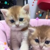 ブリティッシュショートヘア【香川県・女の子・2025年9月14日・ゴールデン】の写真4