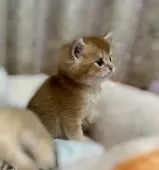 ブリティッシュショートヘア【香川県・男の子・2025年4月6日・✨ゴールデン✨】の写真14