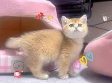 ブリティッシュショートヘア【香川県・女の子・2025年9月14日・ゴールデン】の写真4