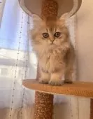 ブリティッシュショートヘア【香川県・女の子・2025年9月14日・ブラックゴールデン】の写真6