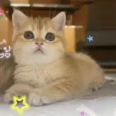 ブリティッシュショートヘア【香川県・女の子・2025年9月14日・ゴールデン】の写真2