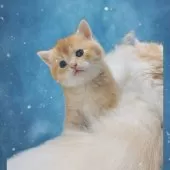 ブリティッシュショートヘア【香川県・男の子・2025年4月6日・✨ゴールデン✨】の写真4