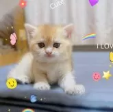 ブリティッシュショートヘア【香川県・女の子・2025年9月14日・ゴールデン】の写真8