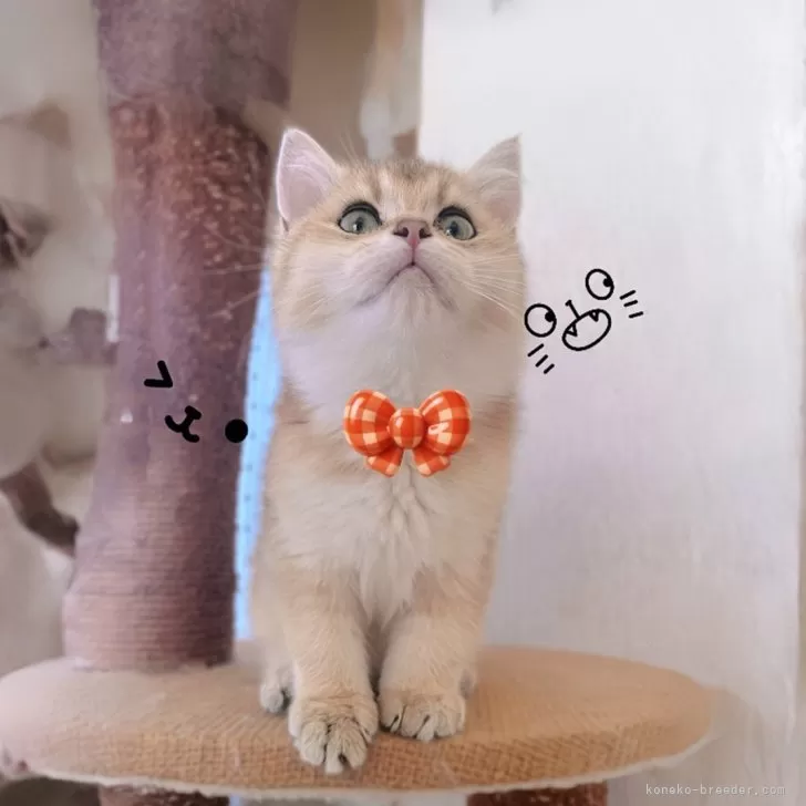 ブリティッシュショートヘア【香川県・女の子・2025年9月14日・ゴールデン】の写真1