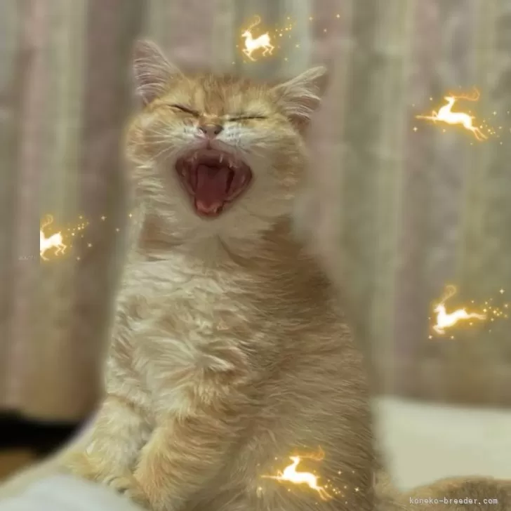 ID：2410-00308の子猫