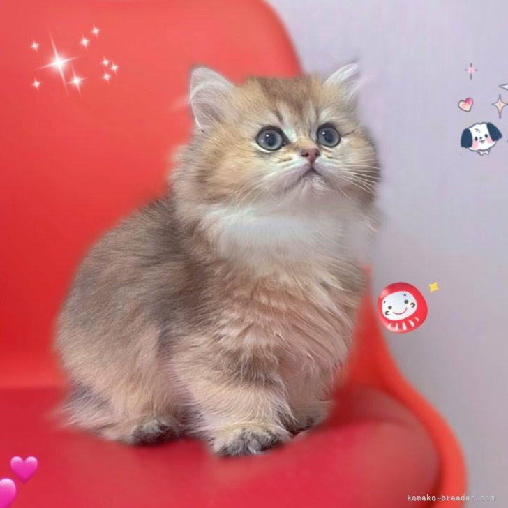 ブリーダー画像