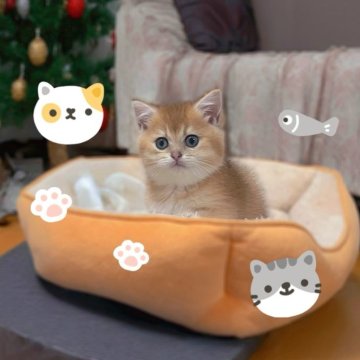 ブリティッシュショートヘア【香川県・女の子・2025年9月14日・ゴールデン】の写真「🍀「小さな命がくれる、大きな癒し」🍀」