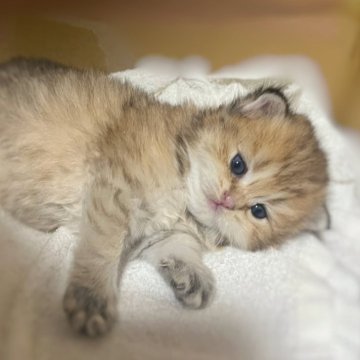 ブリティッシュショートヘア【香川県・女の子・2025年9月14日・ブラックゴールデンタビー】の写真「🍀人懐っこい両親から誕生しました！🍀」