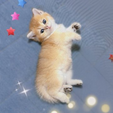 ブリティッシュショートヘア【香川県・女の子・2025年9月14日・ゴールデン】の写真「🍀優しい顔立ちの人懐っこくなりそうです🍀」