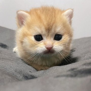 羊毛フェルト 猫 ブリティッシュショートヘア ハンドメイド 置物