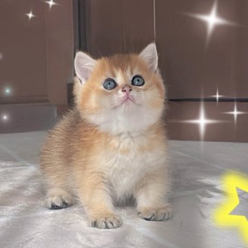 ブリティッシュショートヘア【香川県・女の子・2025年9月14日・ゴールデン】の写真「🍀🍀「見るたび、心が“にゃ”っと笑う」🍀🍀」