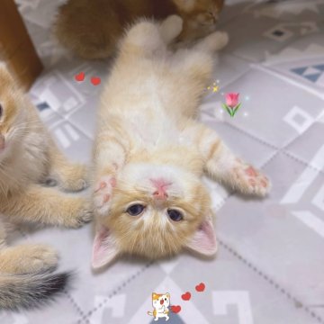 ミヌエット(長足)【香川県・男の子・2025年4月2日・レッドタビー】の写真「🍀ピンクの肉球🍀見てるだけで心が和みます🍀」