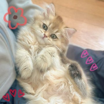 ブリティッシュショートヘア【香川県・女の子・2025年9月14日・ブラックゴールデン】の写真「🍀「あなたのハート、にゃんと奪っちゃう！」」