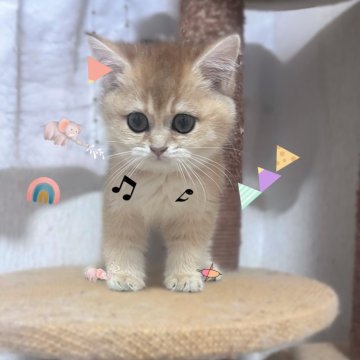 ブリティッシュショートヘア【香川県・女の子・2025年9月14日・ゴールデン】の写真「🍀「小さな命がくれる、大きな癒し」」