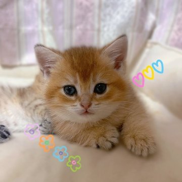 ブリティッシュショートヘア【香川県・女の子・2025年9月14日・ゴールデン】の写真「🍀「小さな命がくれる、大きな癒し」」