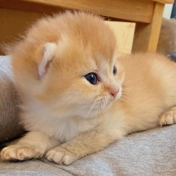 ブリティッシュショートヘア【香川県・男の子・2025年11月25日・ゴールデン】の写真「🍀居るだけで、癒される存在感🍀」