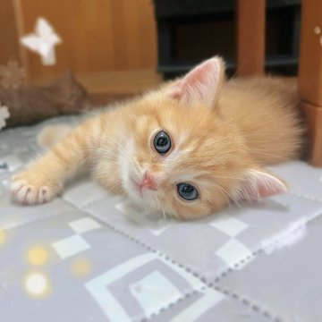 ミヌエット(長足)【香川県・男の子・2025年4月2日・レッドタビー】の写真「🍀ピンクの肉球🍀見てるだけで心が和みます🍀」