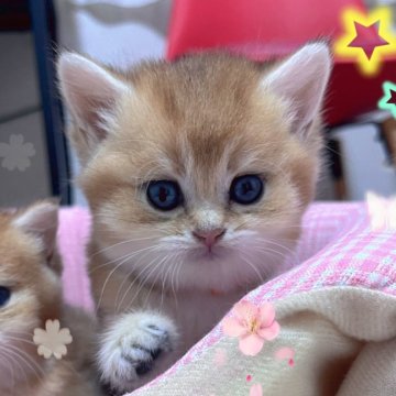 ブリティッシュショートヘア【香川県・女の子・2025年9月14日・ゴールデン】の写真「🍀🍀人懐っこい両親から誕生しました！🍀🍀」