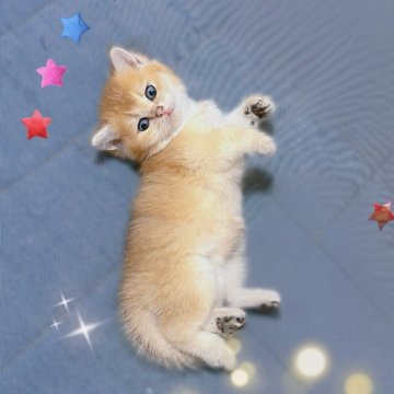 ブリティッシュショートヘア【香川県・女の子・2025年9月14日・ゴールデン】の写真「🍀優しい顔立ちの人懐っこくなりそうです🍀」