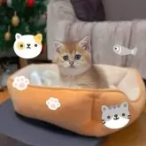 ブリティッシュショートヘア