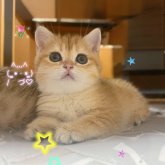 ブリティッシュショートヘア