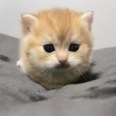 ブリティッシュショートヘア
