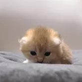 ブリティッシュショートヘア