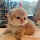 ブリティッシュショートヘア