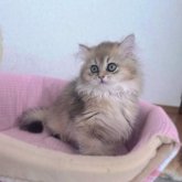 ブリティッシュショートヘア