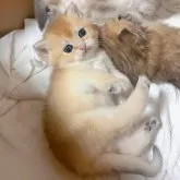 ブリティッシュショートヘア