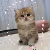 ブリティッシュショートヘア