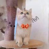 ブリティッシュショートヘア