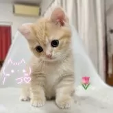 ミヌエット(長足)