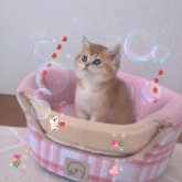 ブリティッシュショートヘア