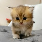 ブリティッシュショートヘア