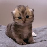 ブリティッシュショートヘア