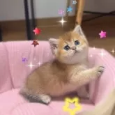 ブリティッシュショートヘア【香川県・女の子・2025年9月14日・ゴールデン】の写真5