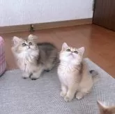 ブリティッシュショートヘア【香川県・女の子・2025年9月14日・ブラックゴールデン】の写真9