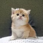 ブリティッシュショートヘア【香川県・女の子・2025年9月14日・ゴールデン】の写真12