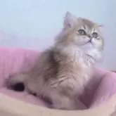 ブリティッシュショートヘア【香川県・女の子・2025年9月14日・ブラックゴールデン】の写真4