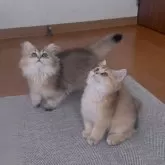 ブリティッシュショートヘア【香川県・女の子・2025年9月14日・ブラックゴールデン】の写真7