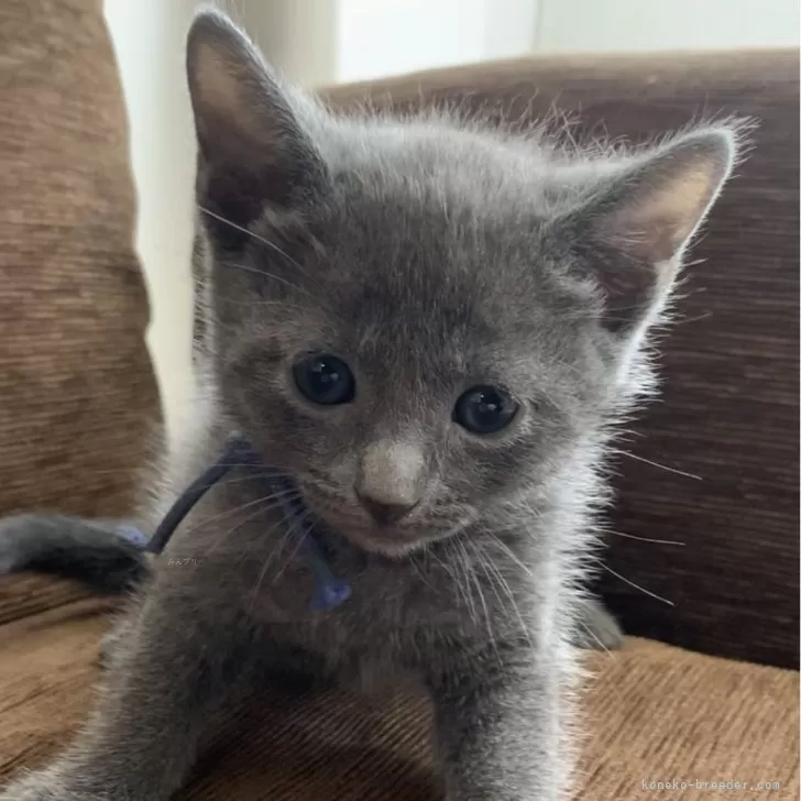 aco 様のお迎えした子猫