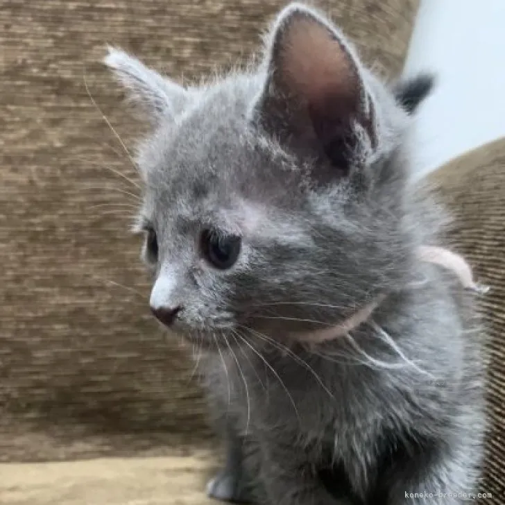 ID：2309-01817の子猫