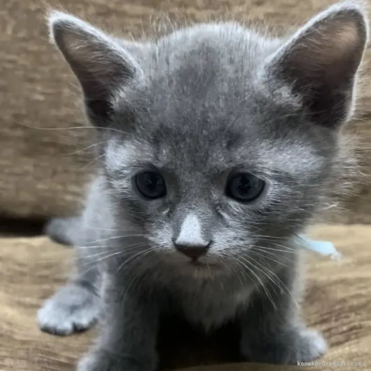 マンボ 様のお迎えした子猫