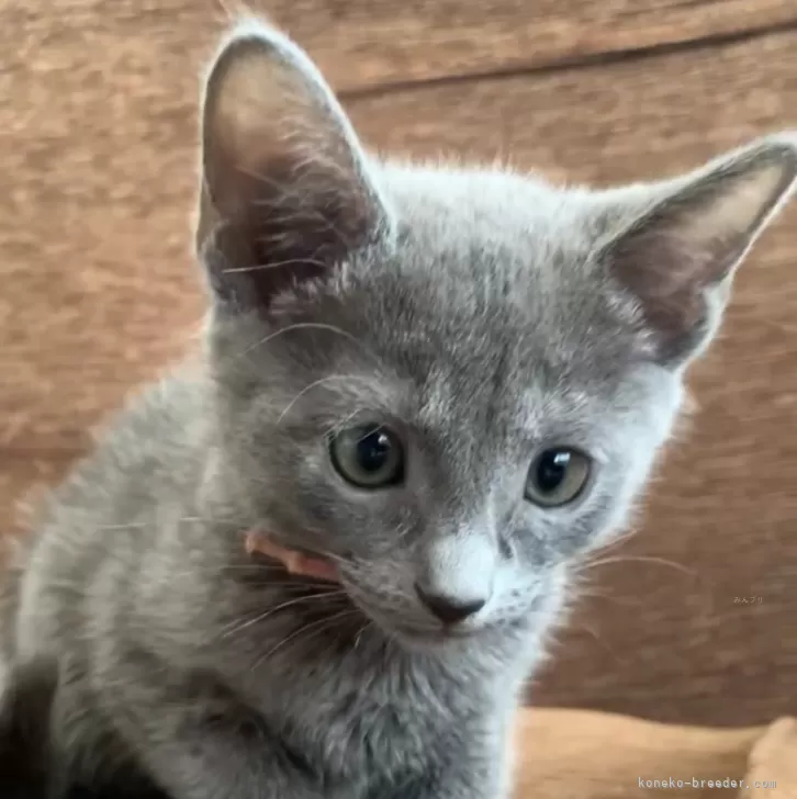 ID：2405-03847の子猫