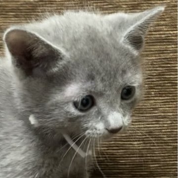 ロシアンブルー【奈良県・男の子・2023年11月10日・ブルー（ショート）】の写真「とっても可愛い男の子🐱」